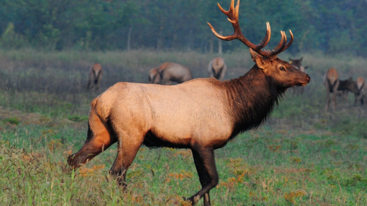 Elk Driving Tours at Peck Ranch Conservation Area
