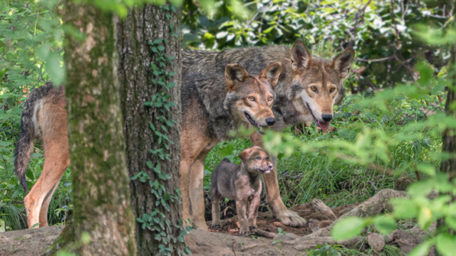 The Endangered Wolf Center