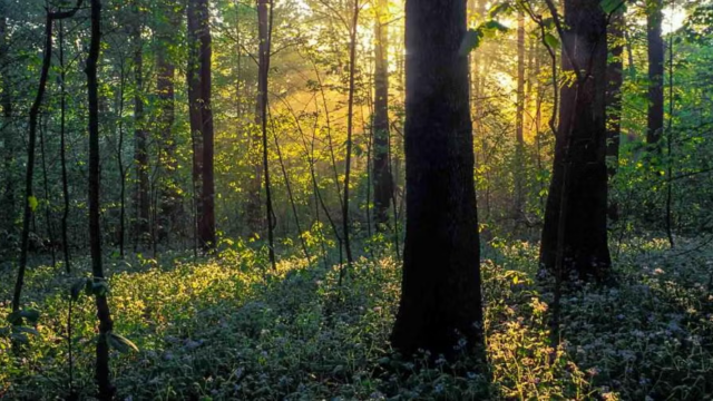 Engelmann Woods Nature Area