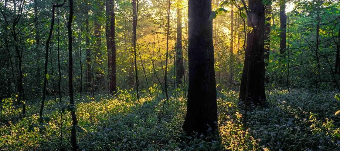 Engelmann Woods Nature Area