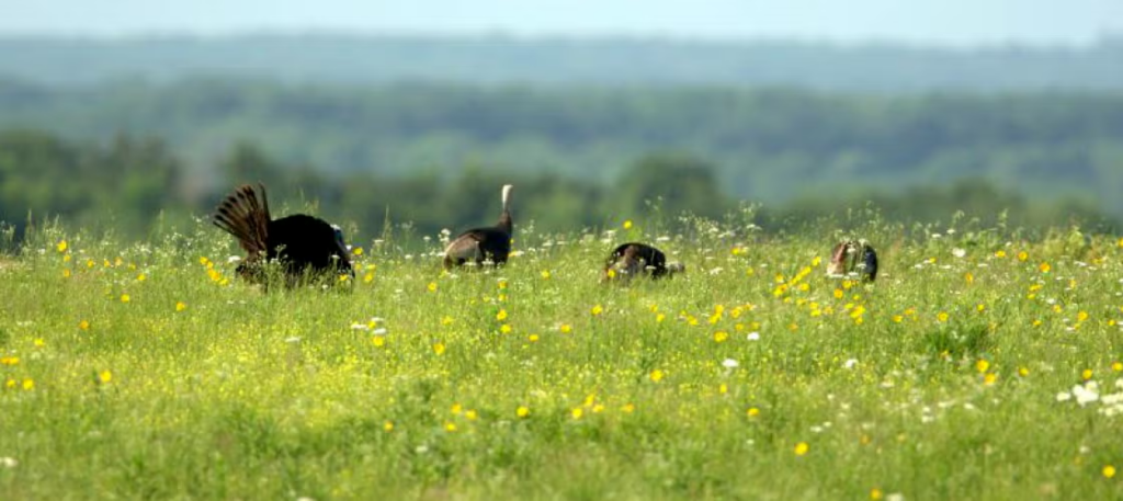 Hi Lonesome Prairie Conservation Area