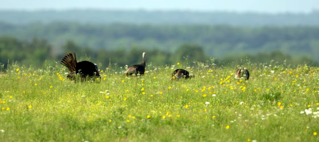 Hi Lonesome Prairie Conservation Area