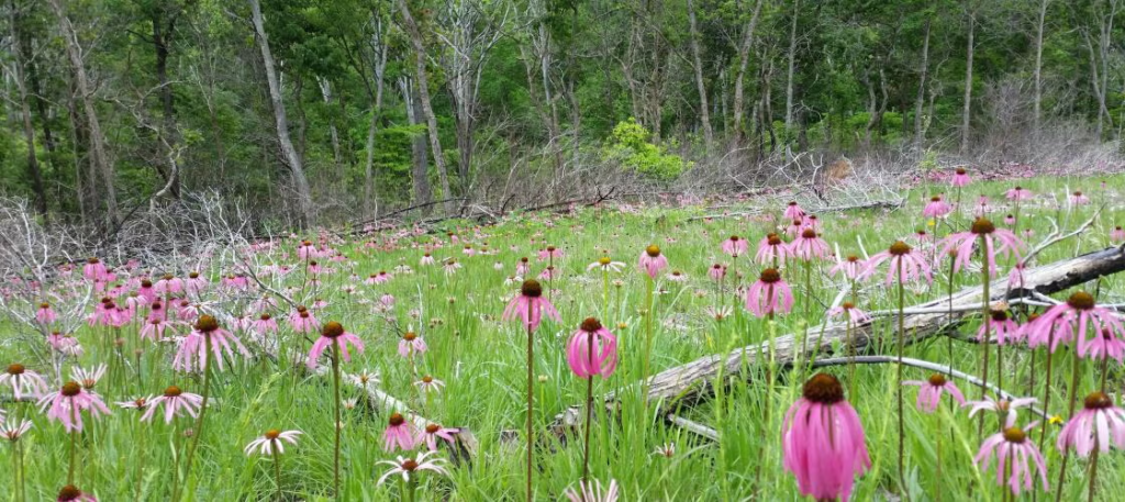 Huzzah Conservation Area