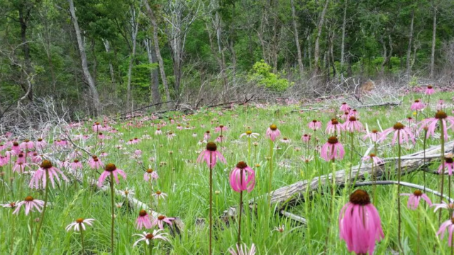 Huzzah Conservation Area