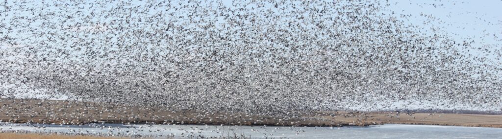 Loess Bluffs National Wildlife Refuge