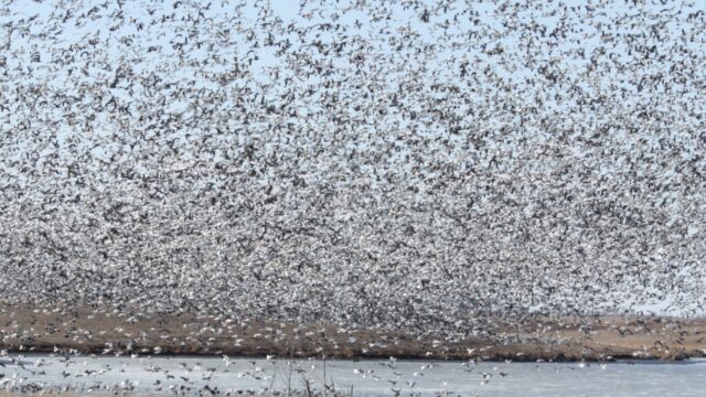 Loess Bluffs National Wildlife Refuge
