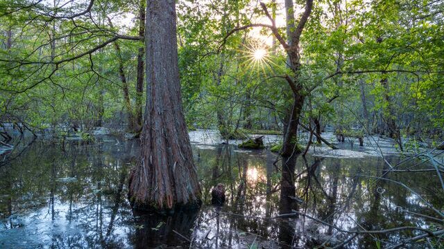 Mingo National Wildlife Refuge