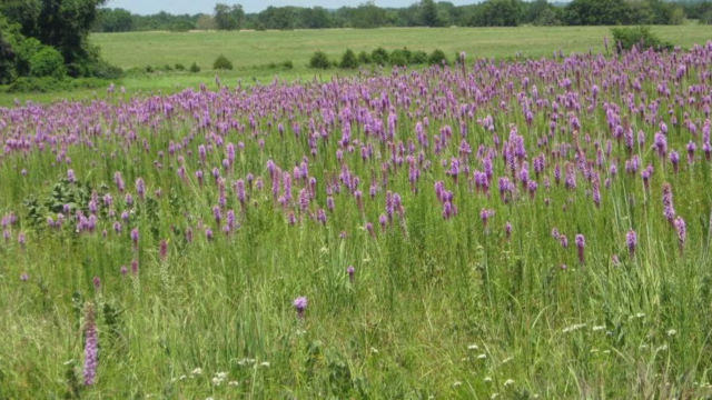 Paint Brush Prairie Conservation Area