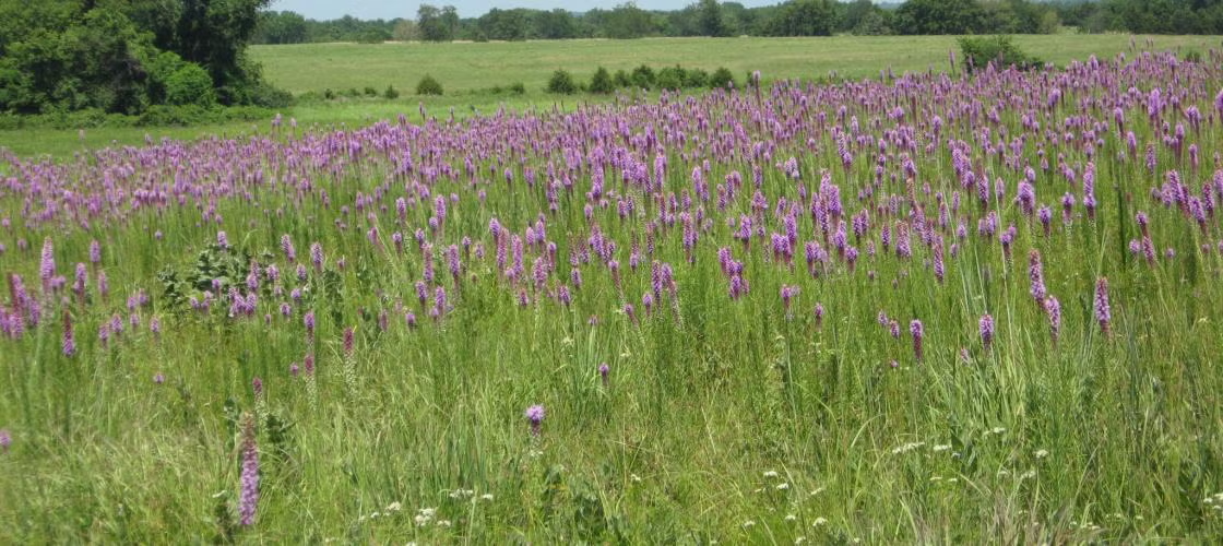Paint Brush Prairie Conservation Area