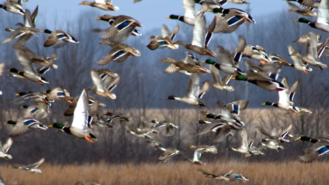 Swan Lake National Wildlife Refuge