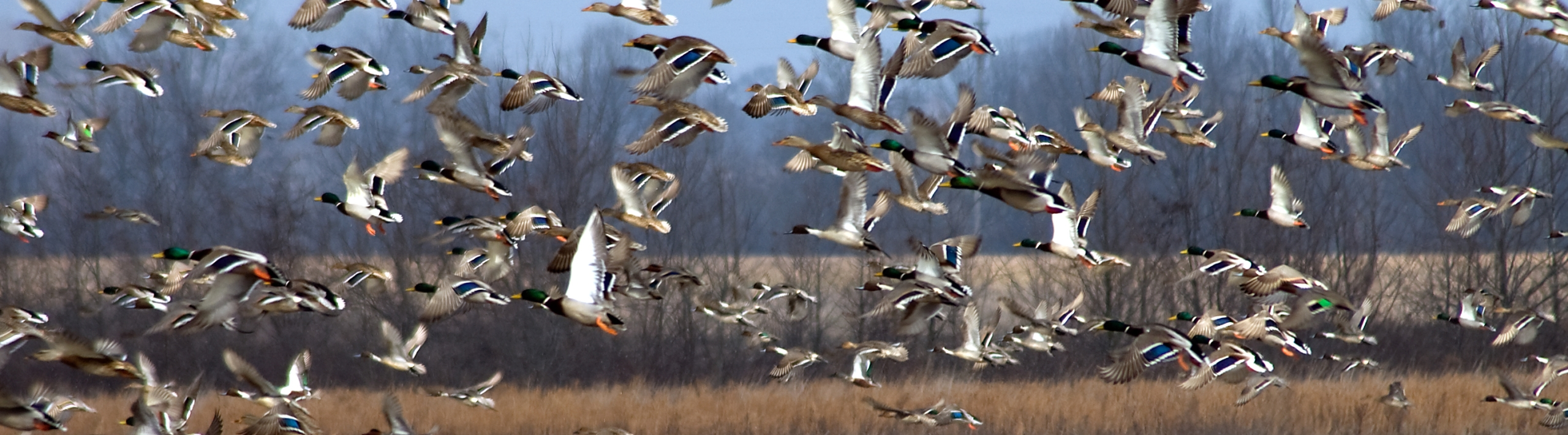 Swan Lake National Wildlife Refuge